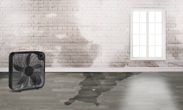 Best Basement water damage restoration  in Juarez, TX