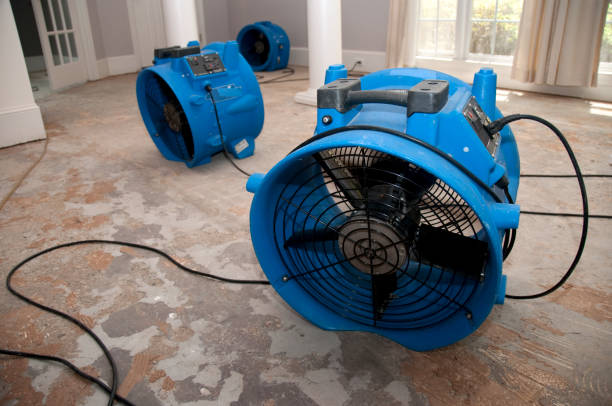 Best Mold removal after water damage  in Juarez, TX